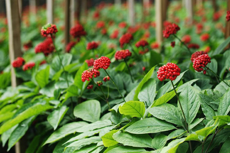 benefícios do Ginseng benefícios do Ginseng
