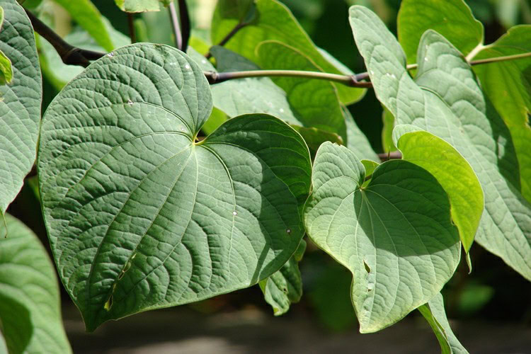 Benefícios do Chá de Kava Benefícios do Chá de Kava