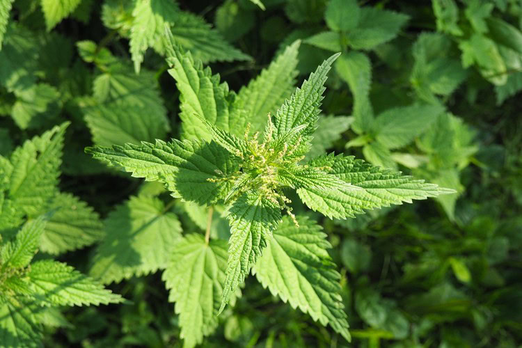 beneficios do cha de urtiga beneficios do cha de urtiga