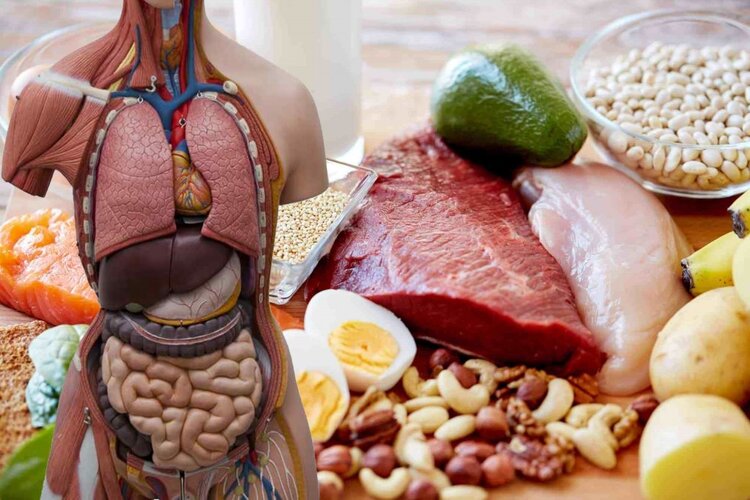 funcoes importantes da proteina em seu corpo funcoes importantes da proteina em seu corpo
