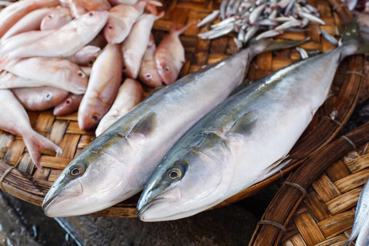 peixe causa intoxicação alimentar peixe causa intoxicação alimentar