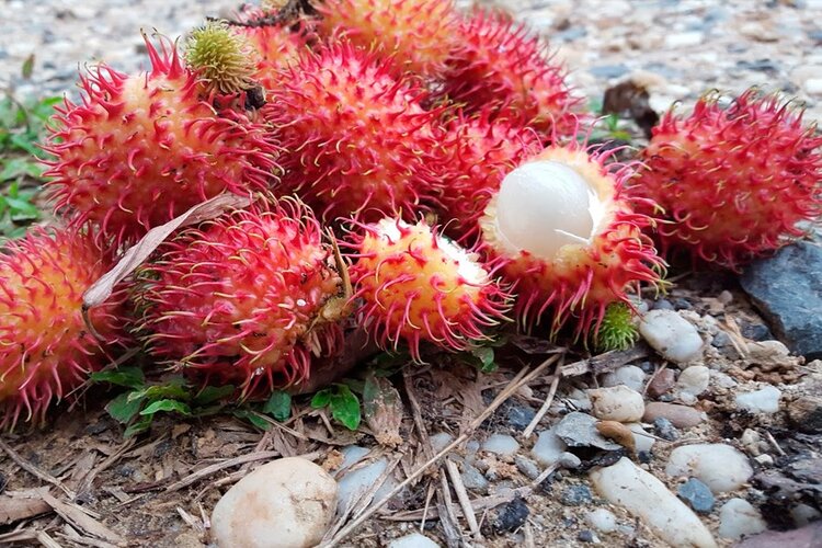 fruta rambutam fruta rambutam