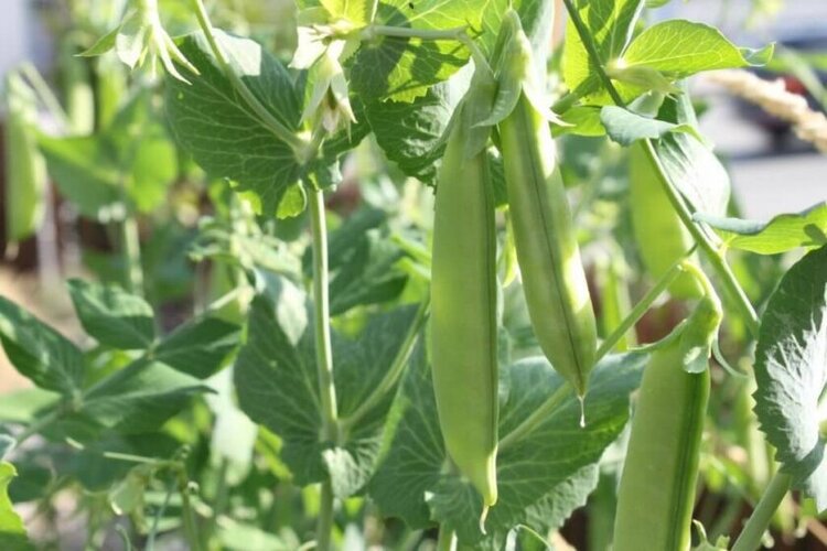 como cultivar ervilhas como cultivar ervilhas