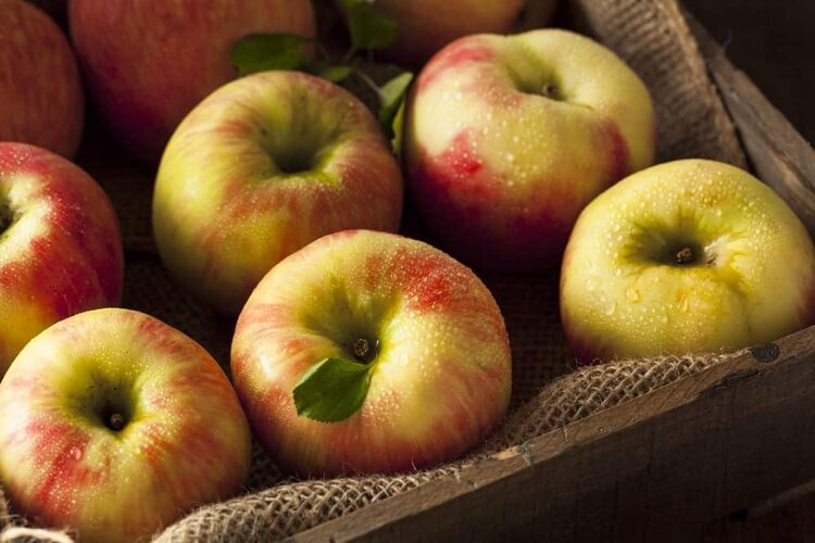 maça honeycrisp maça honeycrisp