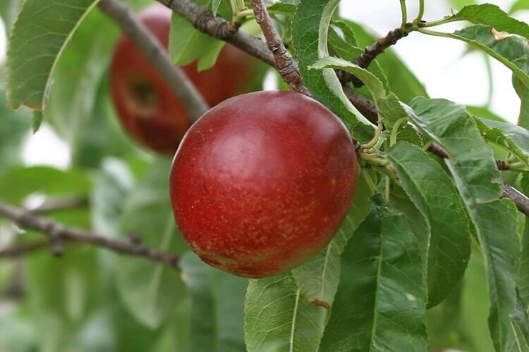 nectarina southern nectarina southern