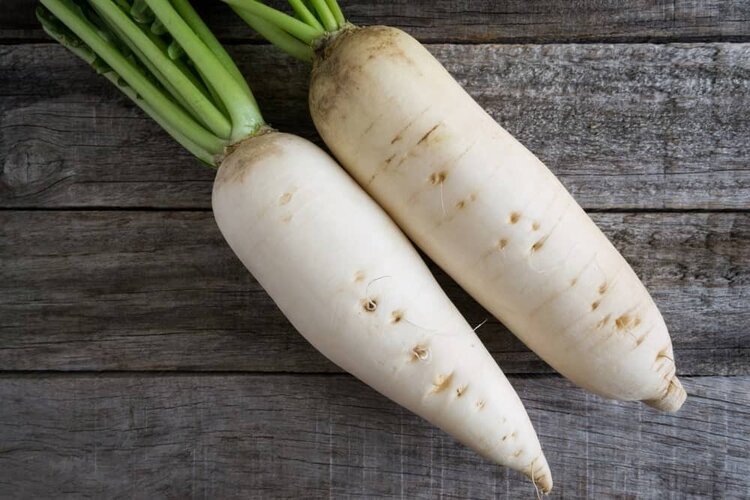 rabanete branco daikon rabanete branco daikon