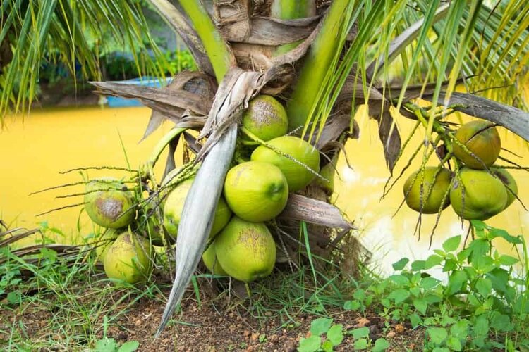 variedades de coco anao variedades de coco anao