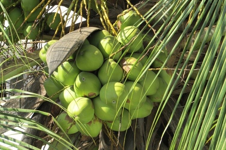 variedades híbridas de coco variedades híbridas de coco