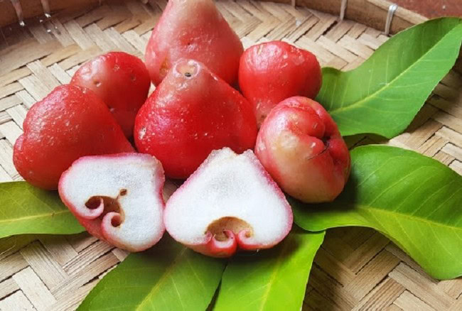 jambo rosa jambo rosa