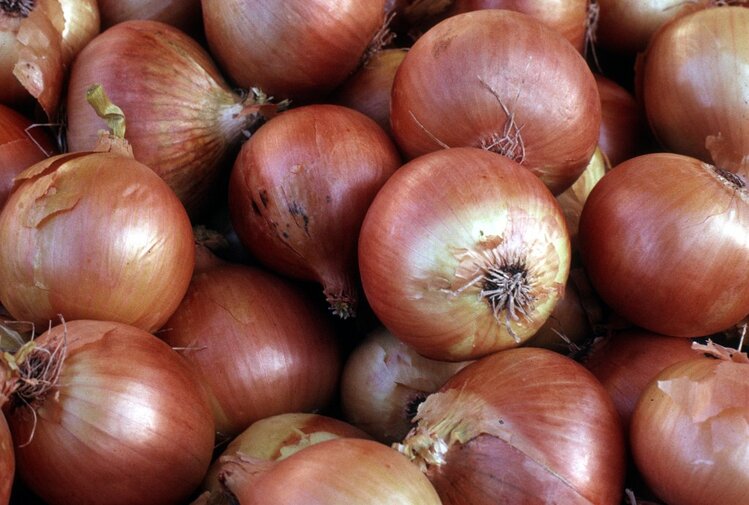 cebola marrom cebola marrom
