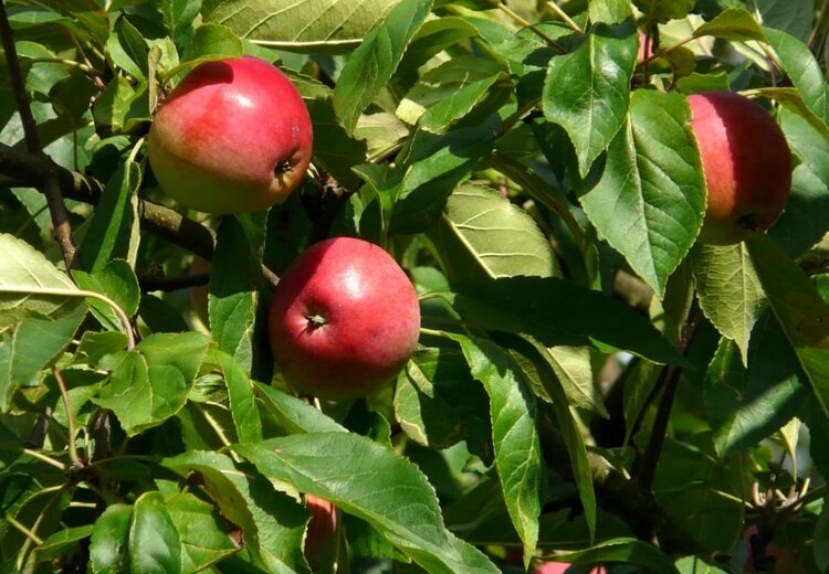 Folhas de Maçã Folhas de Maçã