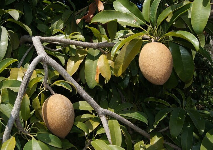 sapodilla e uma fruta exotica sapodilla e uma fruta exotica