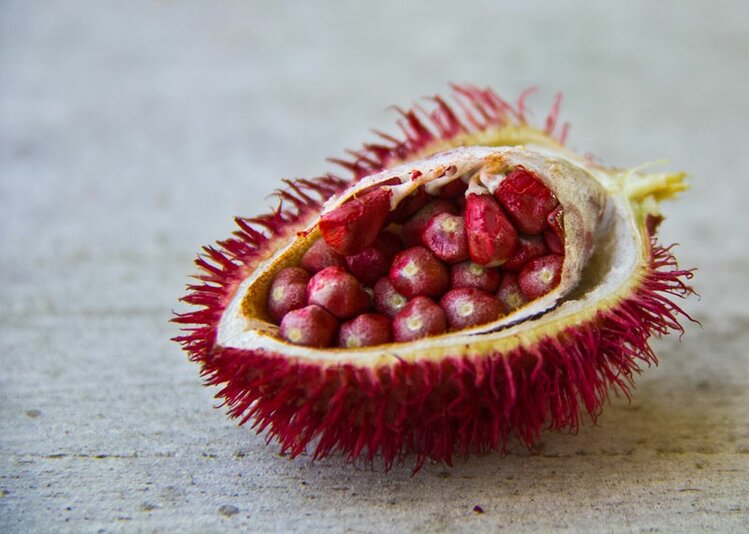 oleo de urucum em capsulas oleo de urucum em capsulas