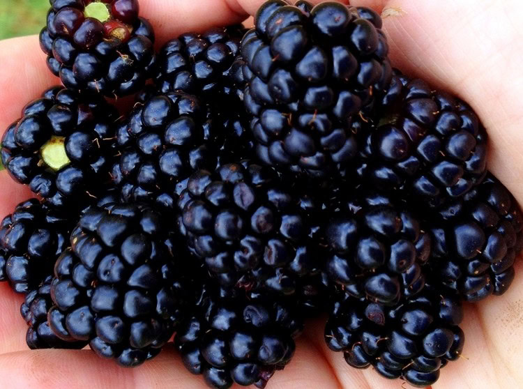 beneficios do cha de amora beneficios do cha de amora