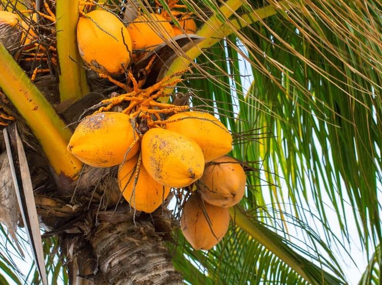 coco anao laranja coco anao laranja