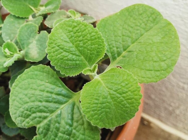 oregano mexicano oregano mexicano
