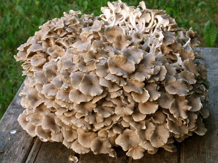 cogumelos Maitake ajuda a diminuir o colesterol cogumelos Maitake ajuda a diminuir o colesterol