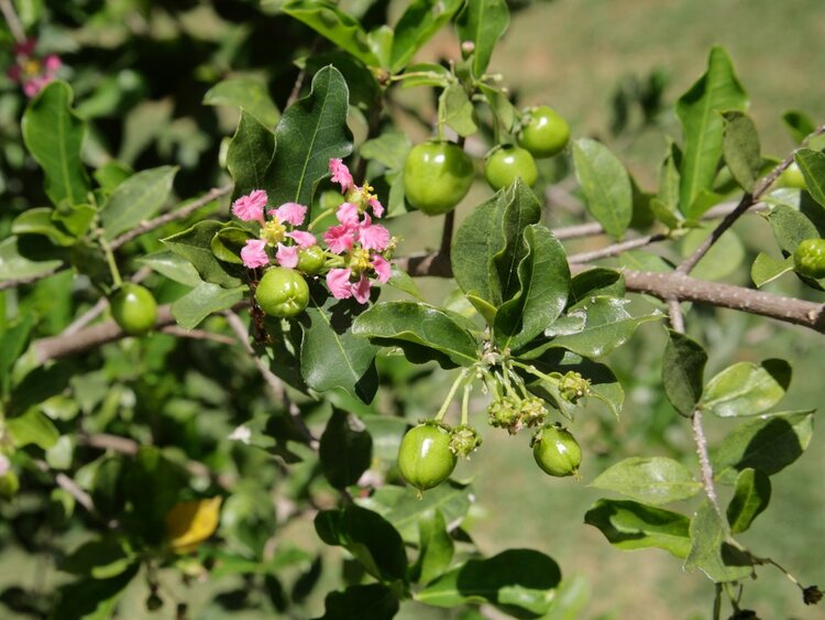 Arvore pé de acerola Arvore pé de acerola