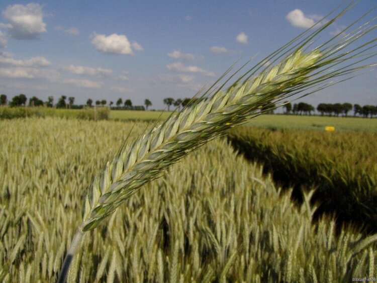 Benefícios do Triticale Para Saúde Benefícios do Triticale Para Saúde