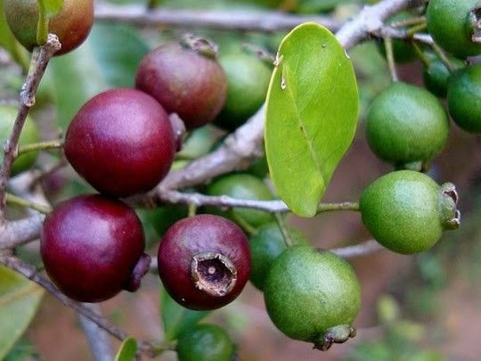 Benefícios do Araçá Roxo Benefícios do Araçá Roxo