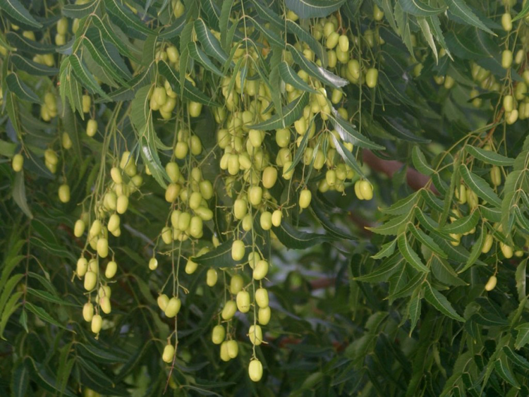 Benefícios do Neem Benefícios do Neem