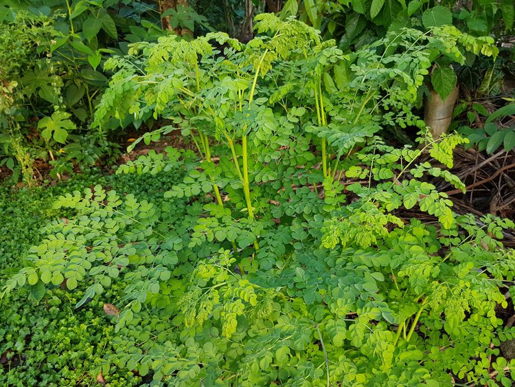 benefícios do moringa oleifera benefícios do moringa oleifera