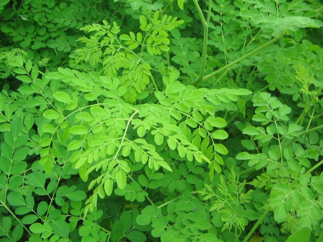 benefícios da moringa oleífera benefícios da moringa oleífera