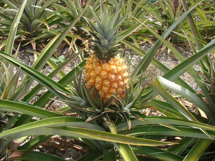 benefícios da bromelaina benefícios da bromelaina