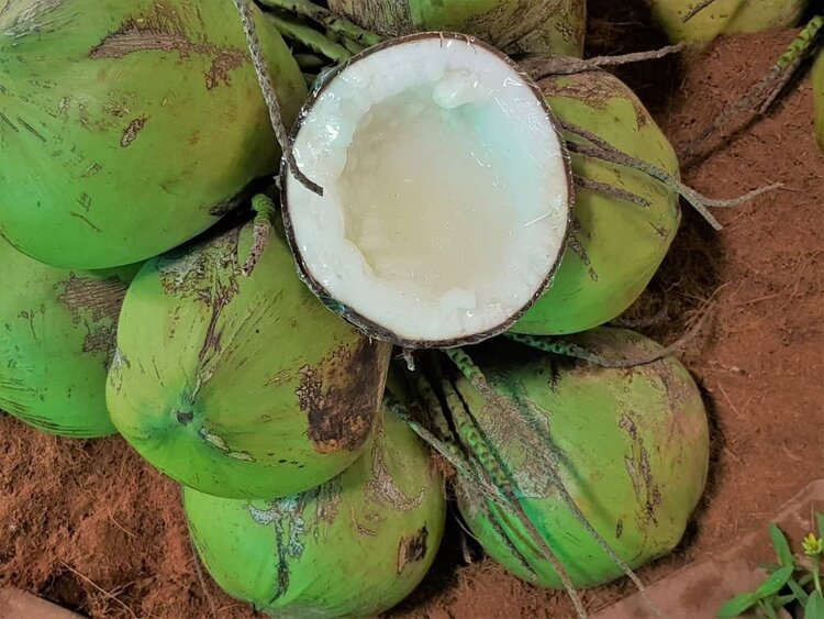 coco macapuno coco macapuno
