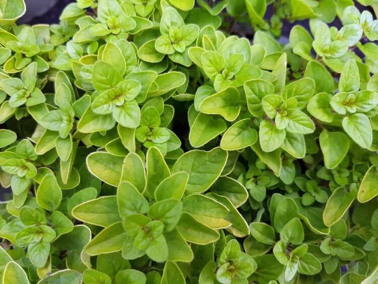 oregano comum oregano comum