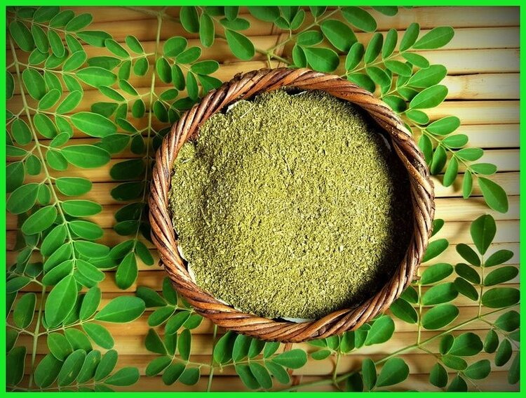 benefícios do pó de moringa benefícios do pó de moringa