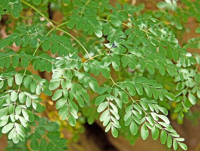 benefícios do oleo das folhas de moringa benefícios do oleo das folhas de moringa