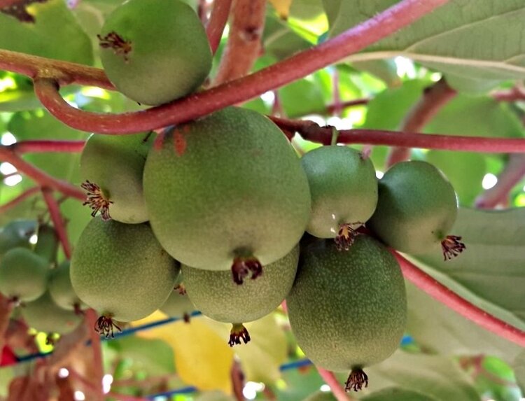kiwi michigan kiwi michigan