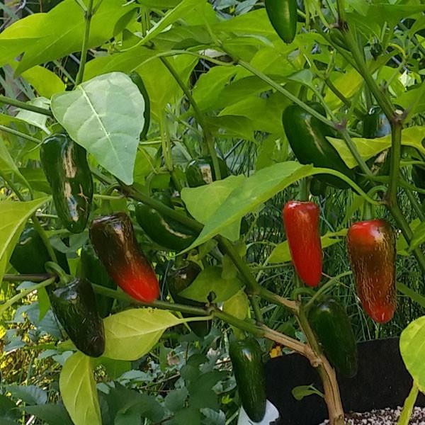 pimenta chipotle pimenta chipotle