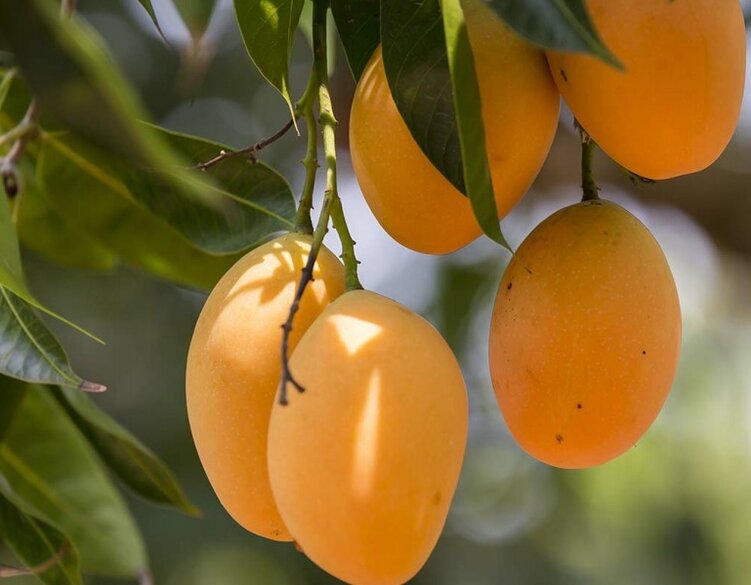 Manga fruta Manga fruta