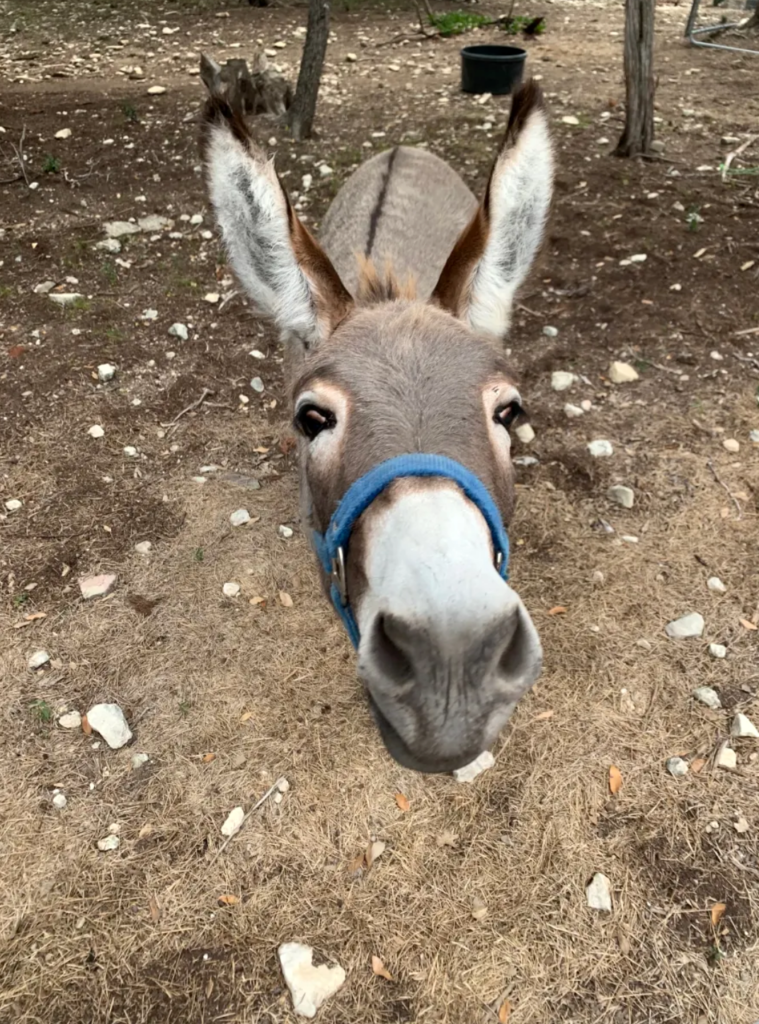 Charlie The Donkey