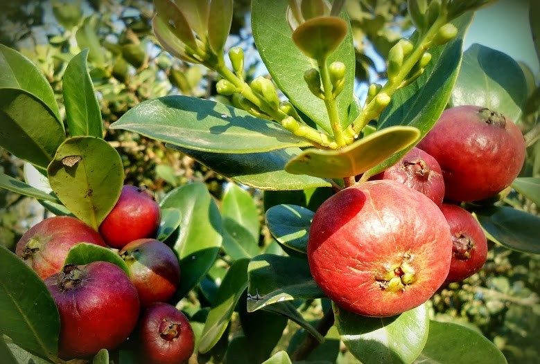 Benefícios do Araçá do Mato