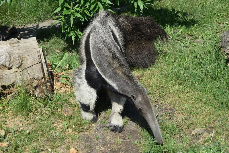 Anteater