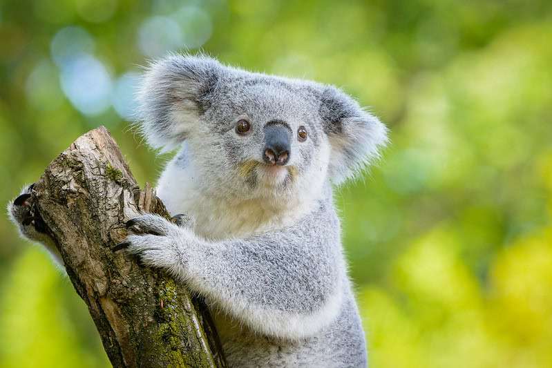 Koala