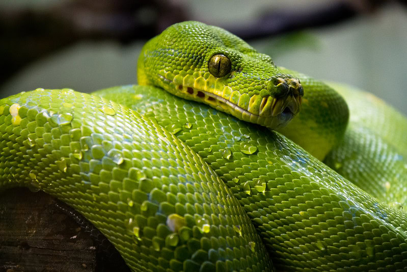 Green snake