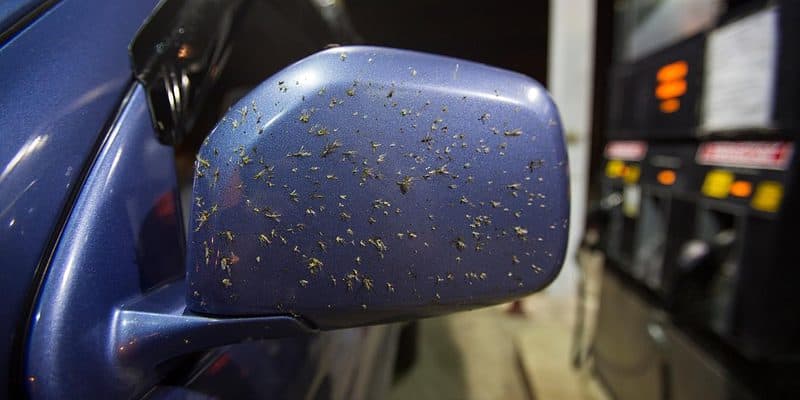 Car side mirror covered in bugs