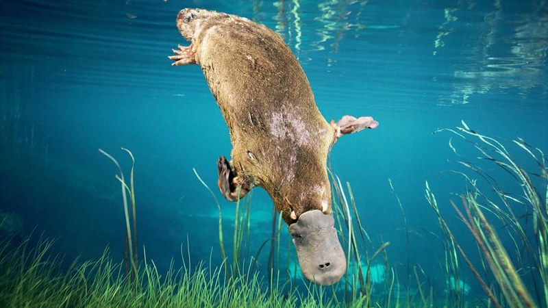 Platypus swimming