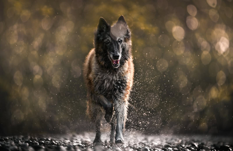 Wassershooting mit Hund Hundefotoshooting Schweiz