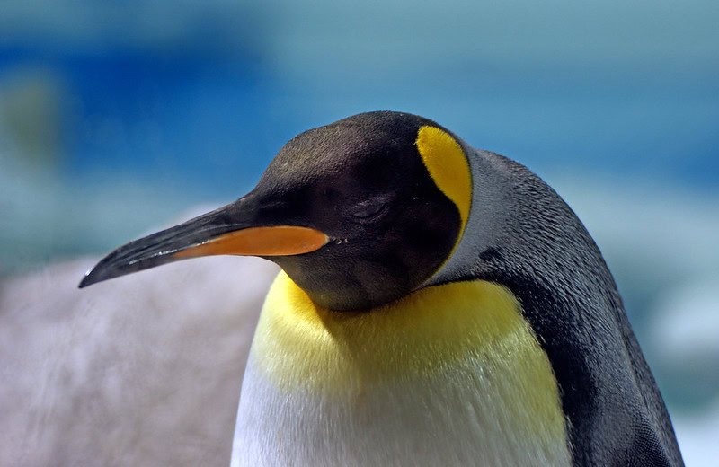 Penguin