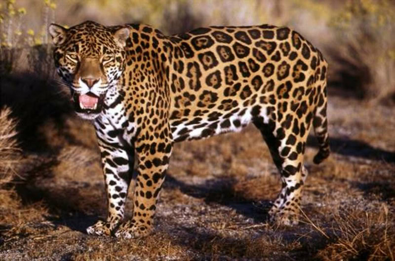 Jaguar