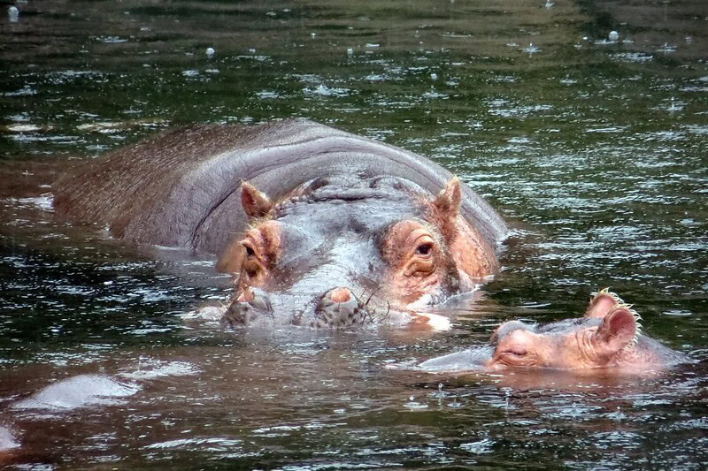Hippos in water