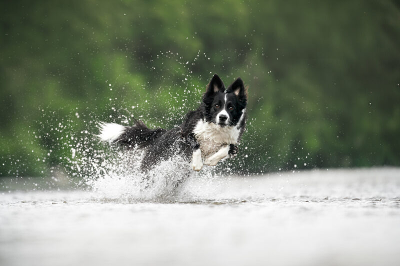 Actionfotoshooting Hund im Wasser Schweiz Border Collie