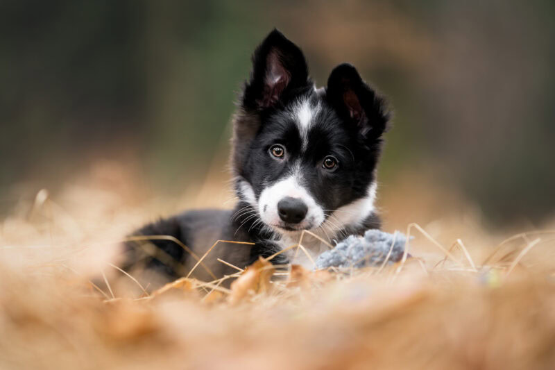 Bordercollie Welpe schaut suess welpenfotografie Bern und Schweiz