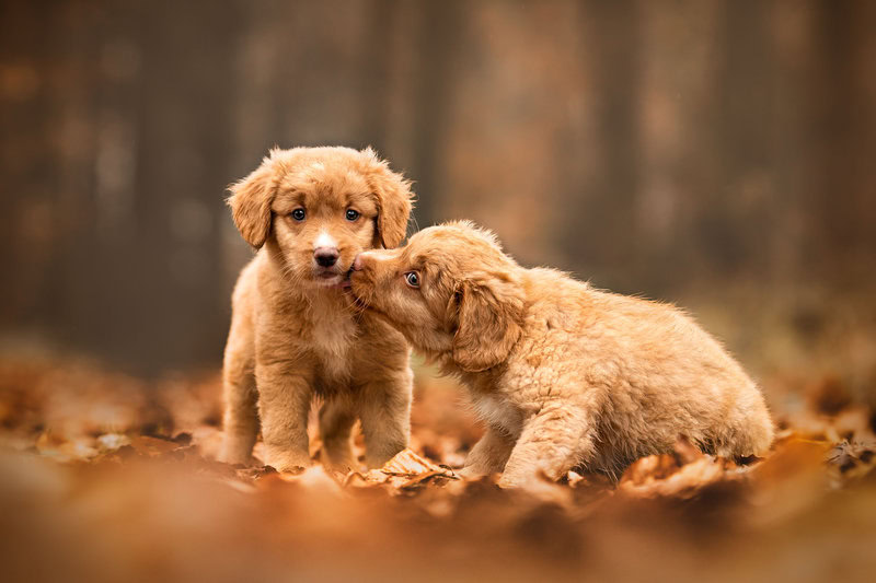 Fotoshooting Hunde Welpen Schweiz Hundefotoshooting Hundefotografie