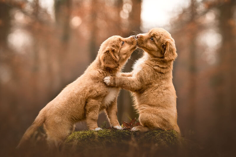 Fotoshooting Hunde Welpen Schweiz Hundefotoshooting Hundefotografie